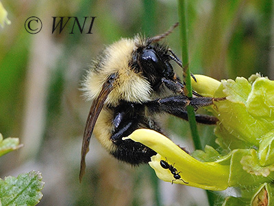 Half-black Bumble Bee (Bombus vagans)